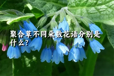 聚合草不同朵数花语分别是什么？