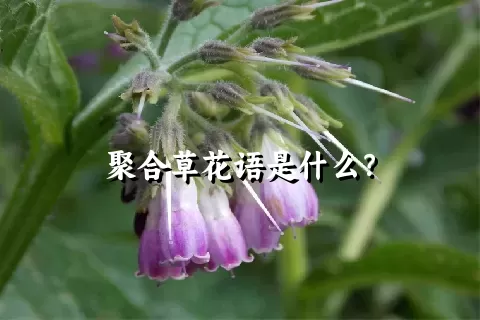 聚合草花语是什么？