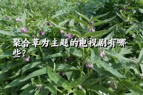 聚合草为主题的电视剧有哪些？