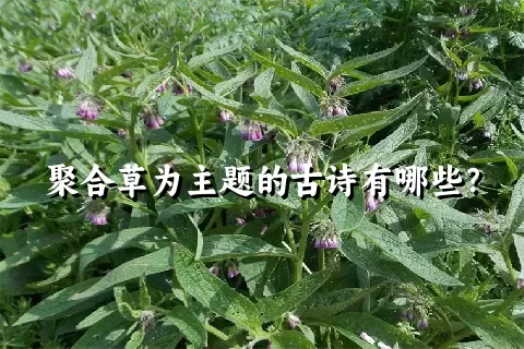 聚合草为主题的古诗有哪些？