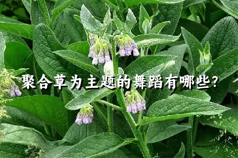 聚合草为主题的舞蹈有哪些？