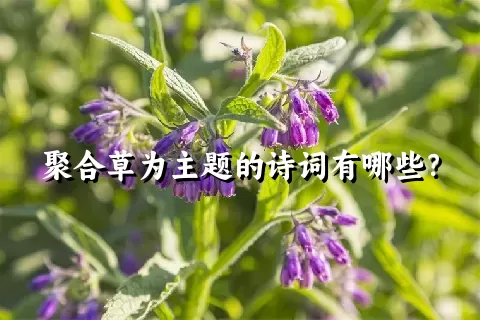 聚合草为主题的诗词有哪些？