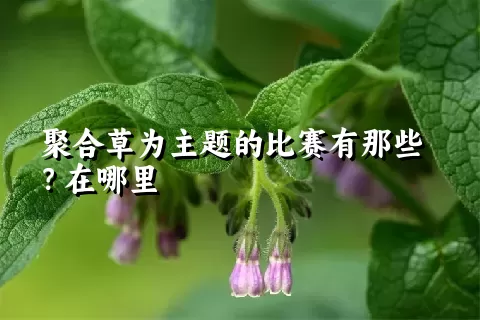 聚合草为主题的比赛有那些？在哪里