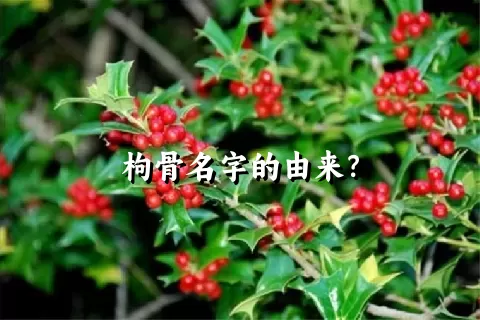 枸骨名字的由来？