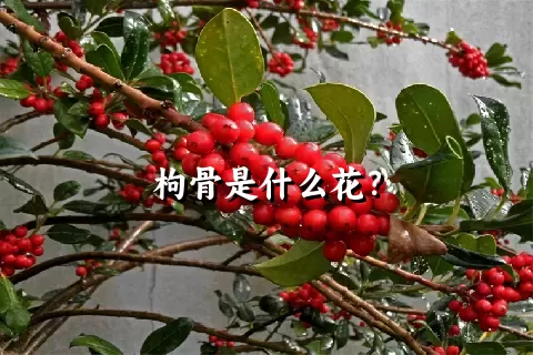 枸骨是什么花？