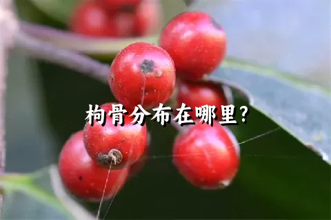 枸骨分布在哪里?