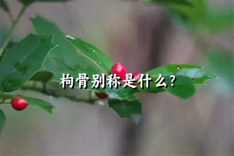 枸骨别称是什么？