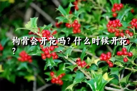 枸骨会开花吗？什么时候开花？