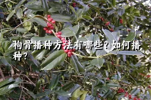 枸骨播种方法有哪些？如何播种？