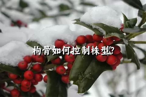 枸骨如何控制株型？