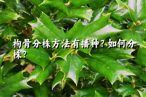 枸骨分株方法有播种？如何分株？