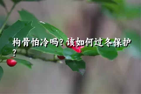 枸骨怕冷吗？该如何过冬保护？