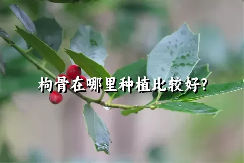 枸骨在哪里种植比较好？