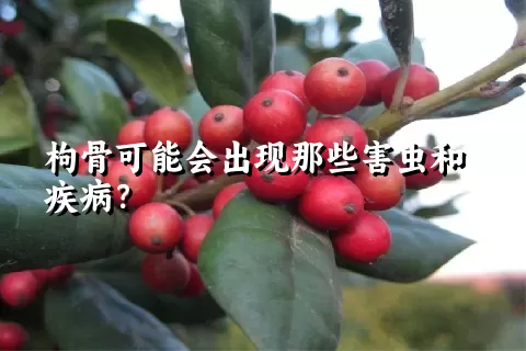 枸骨可能会出现那些害虫和疾病？