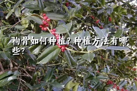 枸骨如何种植？种植方法有哪些？