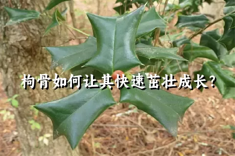 枸骨如何让其快速茁壮成长？