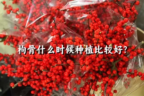 枸骨什么时候种植比较好？