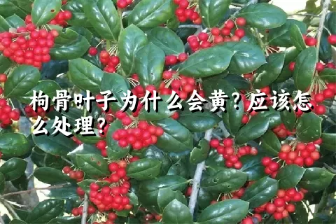 枸骨叶子为什么会黄？应该怎么处理？