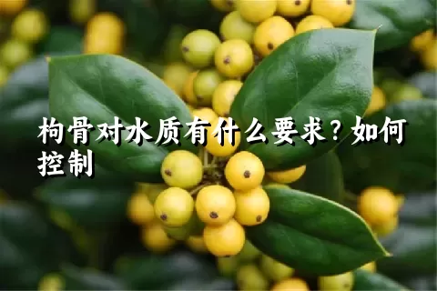 枸骨对水质有什么要求？如何控制