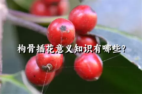 枸骨插花意义知识有哪些？