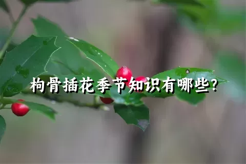 枸骨插花季节知识有哪些？