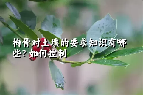 枸骨对土壤的要求知识有哪些？如何控制