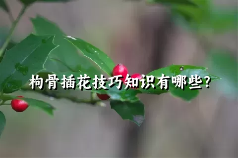 枸骨插花技巧知识有哪些？