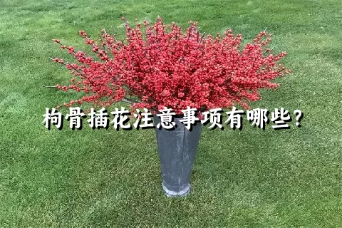 枸骨插花注意事项有哪些？