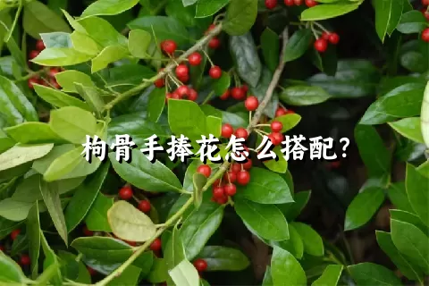 枸骨手捧花怎么搭配？