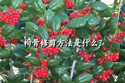 枸骨修剪方法是什么？