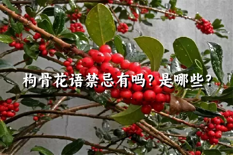 枸骨花语禁忌有吗？是哪些？