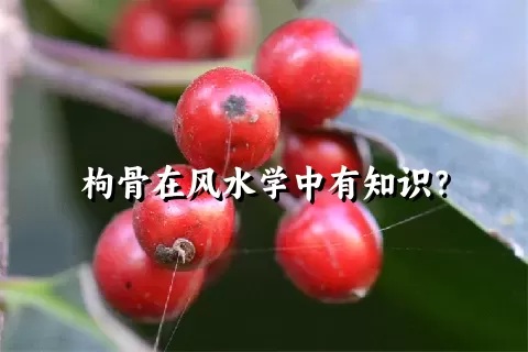 枸骨在风水学中有知识？