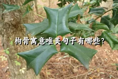 枸骨寓意唯美句子有哪些？