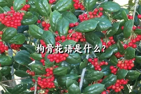 枸骨花语是什么？