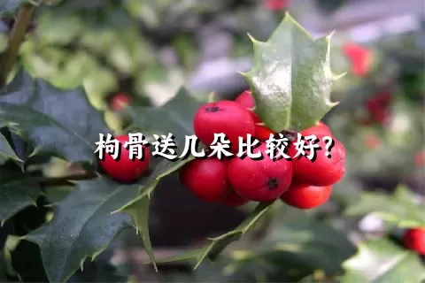 枸骨送几朵比较好？