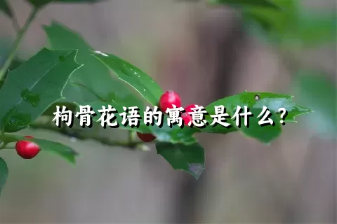 枸骨花语的寓意是什么？