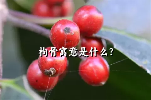 枸骨寓意是什么？