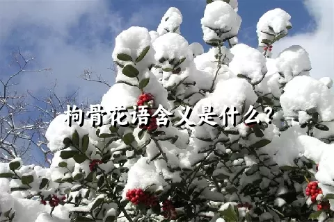 枸骨花语含义是什么？