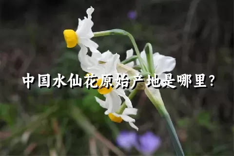 中国水仙花原始产地是哪里？