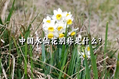 中国水仙花别称是什么？