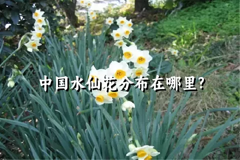 中国水仙花分布在哪里?