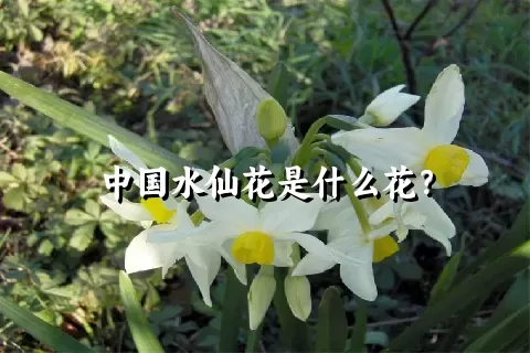 中国水仙花是什么花？