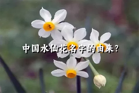 中国水仙花名字的由来？