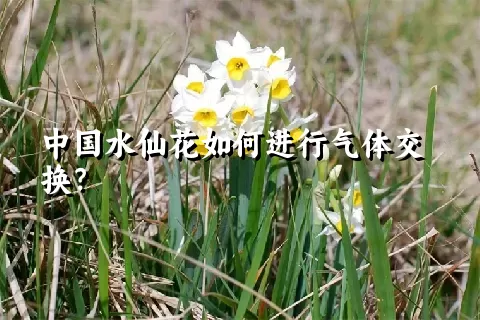 中国水仙花如何进行气体交换？