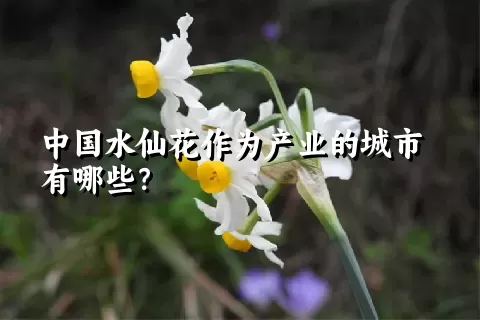 中国水仙花作为产业的城市有哪些？