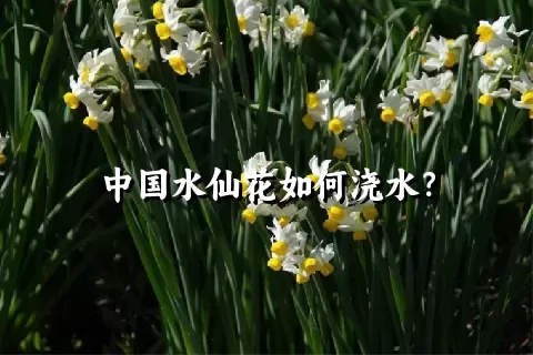 中国水仙花如何浇水？