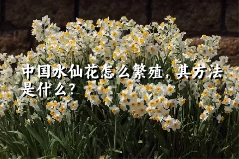 中国水仙花怎么繁殖，其方法是什么？