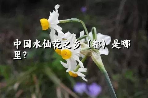 中国水仙花之乡（都）是哪里？