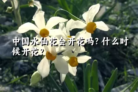 中国水仙花会开花吗？什么时候开花？