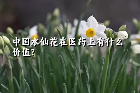 中国水仙花在医药上有什么价值？